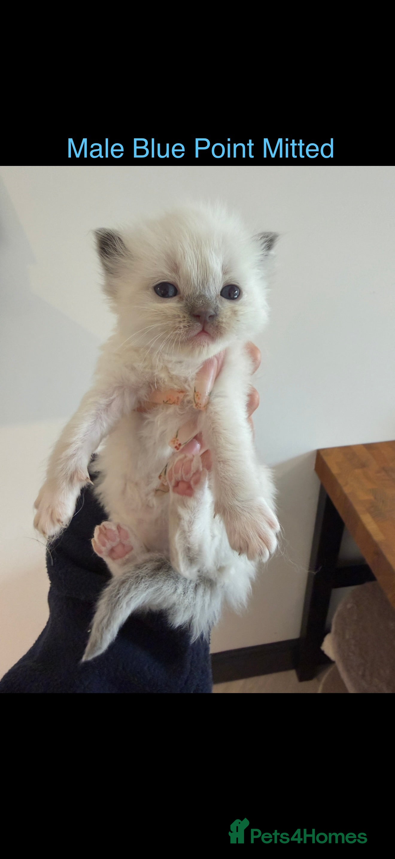 Ragdoll cats for sale: Pedigree Ragdoll Kittens - Advert 5