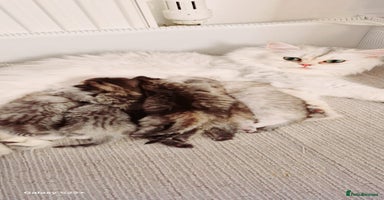Persian cats - Advert 4