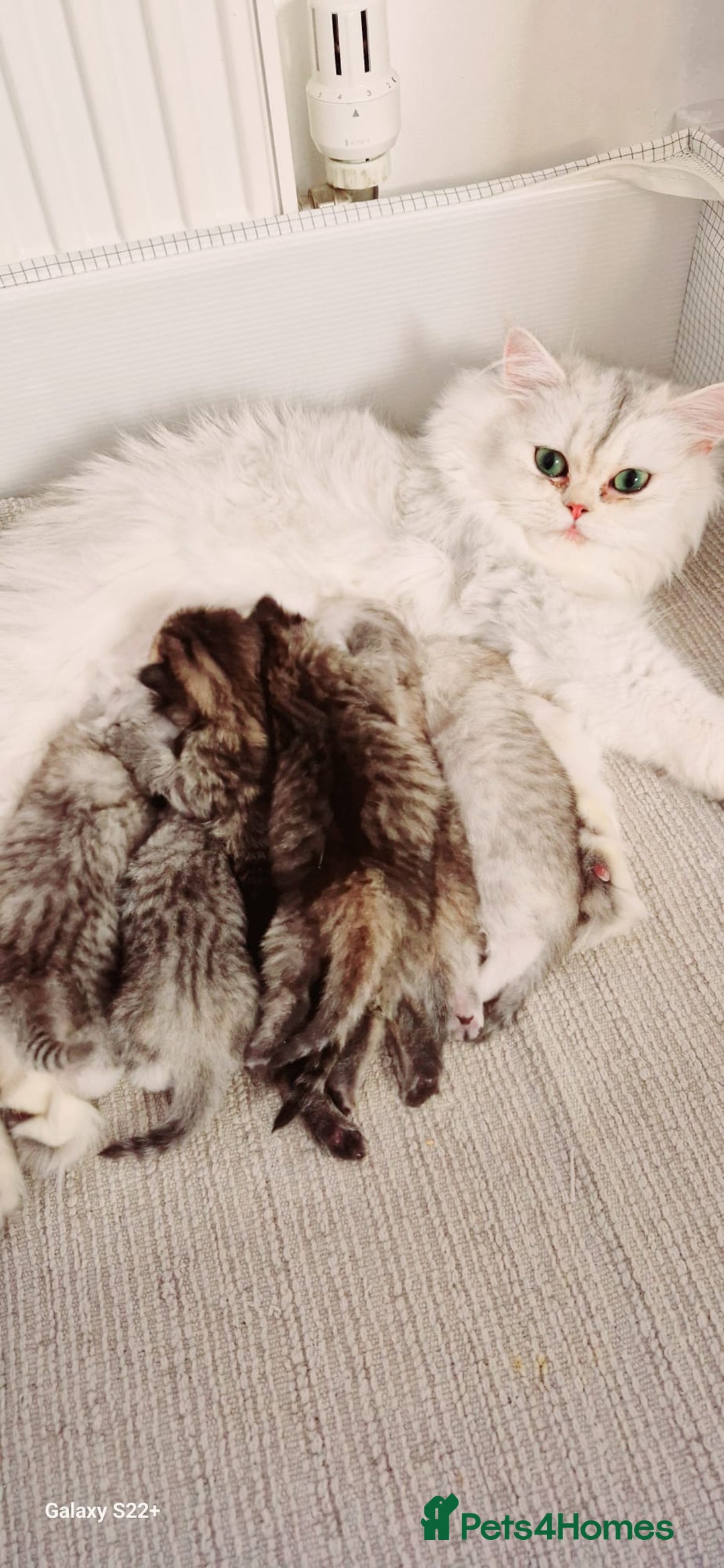 Persian cats for sale: Pure chinchilla Persians!!  - Image 3