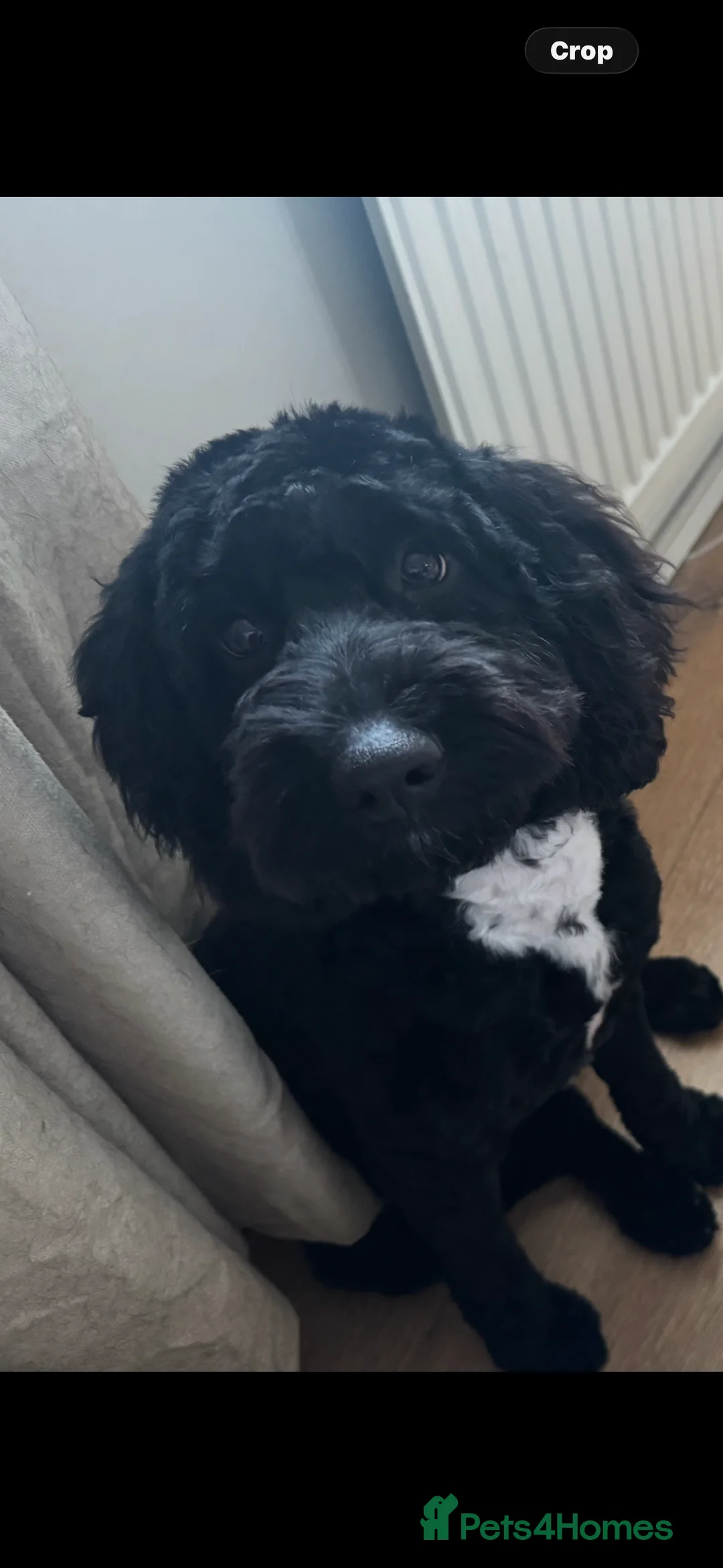 Cockapoo dogs for sale: Tilly  - Advert 4