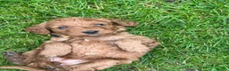 Cockapoo dogs for sale: Adorable Cockapoo Puppies  in Smethwick - Advert 6