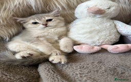 British Shorthair cats for sale: Beautiful Pure British shorthair kittens - Image 5