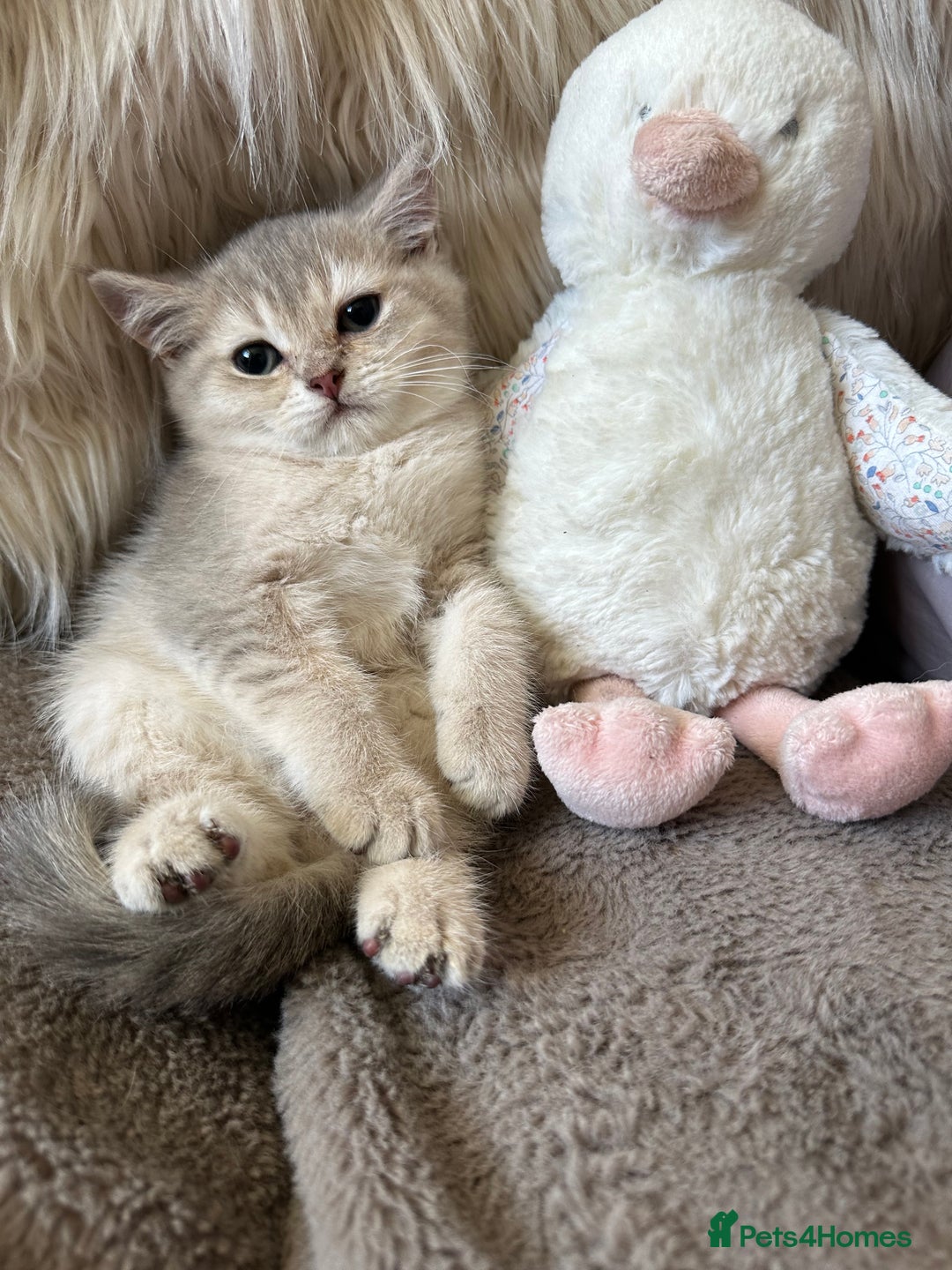 British Shorthair cats for sale: Beautiful Pure British shorthair kittens - Image 5