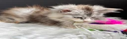 Maine Coon cats for sale: Outstanding Russian line kittens  - Advert 11