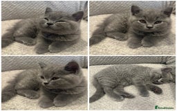 British Shorthair cats for sale: READY NOW 😻Pedigree BSH with perks in Swindon - Image 25