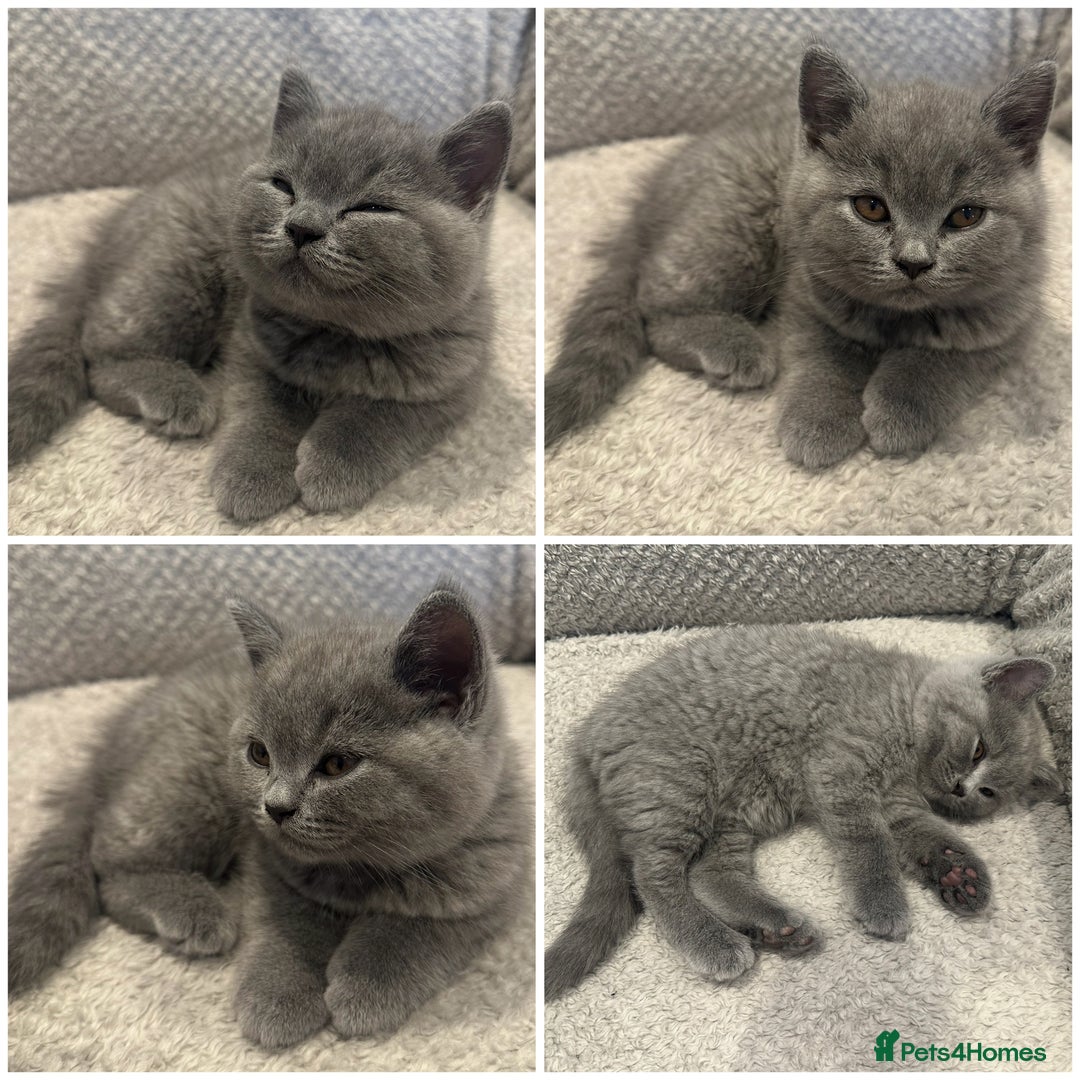 British Shorthair cats for sale: READY NOW 😻Pedigree BSH with perks in Swindon - Image 25
