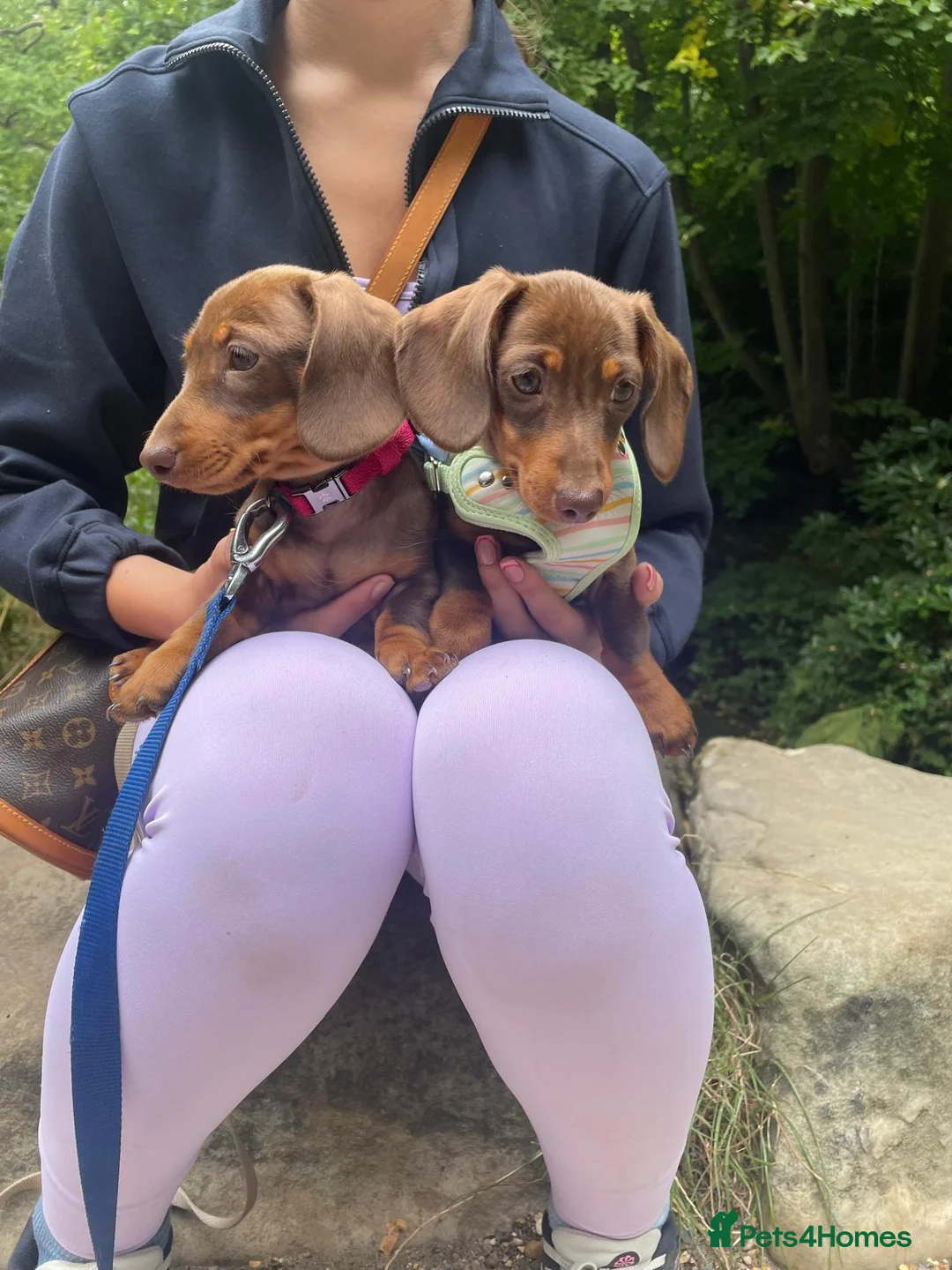 Miniature Dachshund dogs for sale: Extensively health tested mini dachshund puppies. - Advert 7
