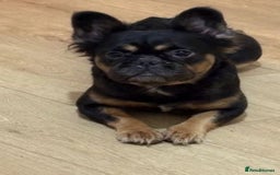 French Bulldog dogs for sale: Fluffy Frenchie - Image 4