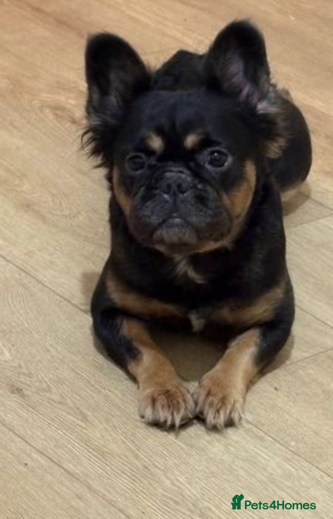 French Bulldog dogs for sale: Fluffy Frenchie - Image 4