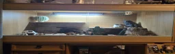 Bearded Dragon reptiles for sale: Bearded dragon + vivarium for sale. in Kington - Advert 4