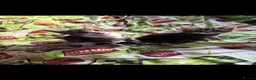 Mixed Breed cats for sale: Gorgeous kittens - Advert 12