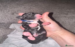 Labradoodle dogs for sale: F1b Miniature Labradoodle Puppies  - Advert 30