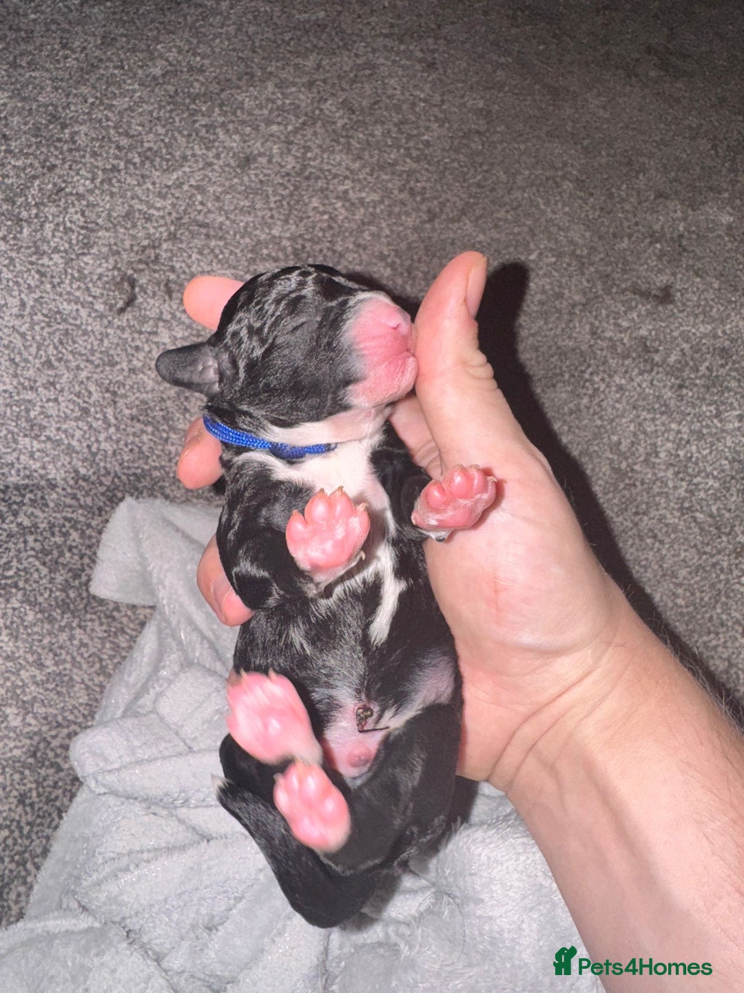 Labradoodle dogs for sale: F1b Miniature Labradoodle Puppies  - Advert 30