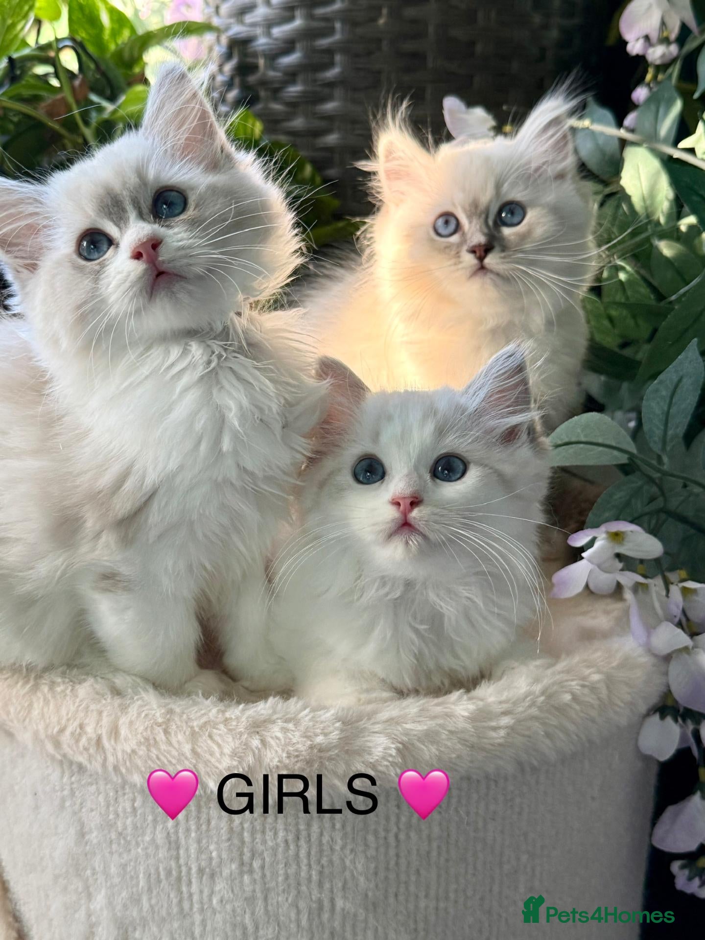 Ragdoll cats F1 100 % PURE FIFE REGISTRATION RAGDOLL KITTENS - Advert 1