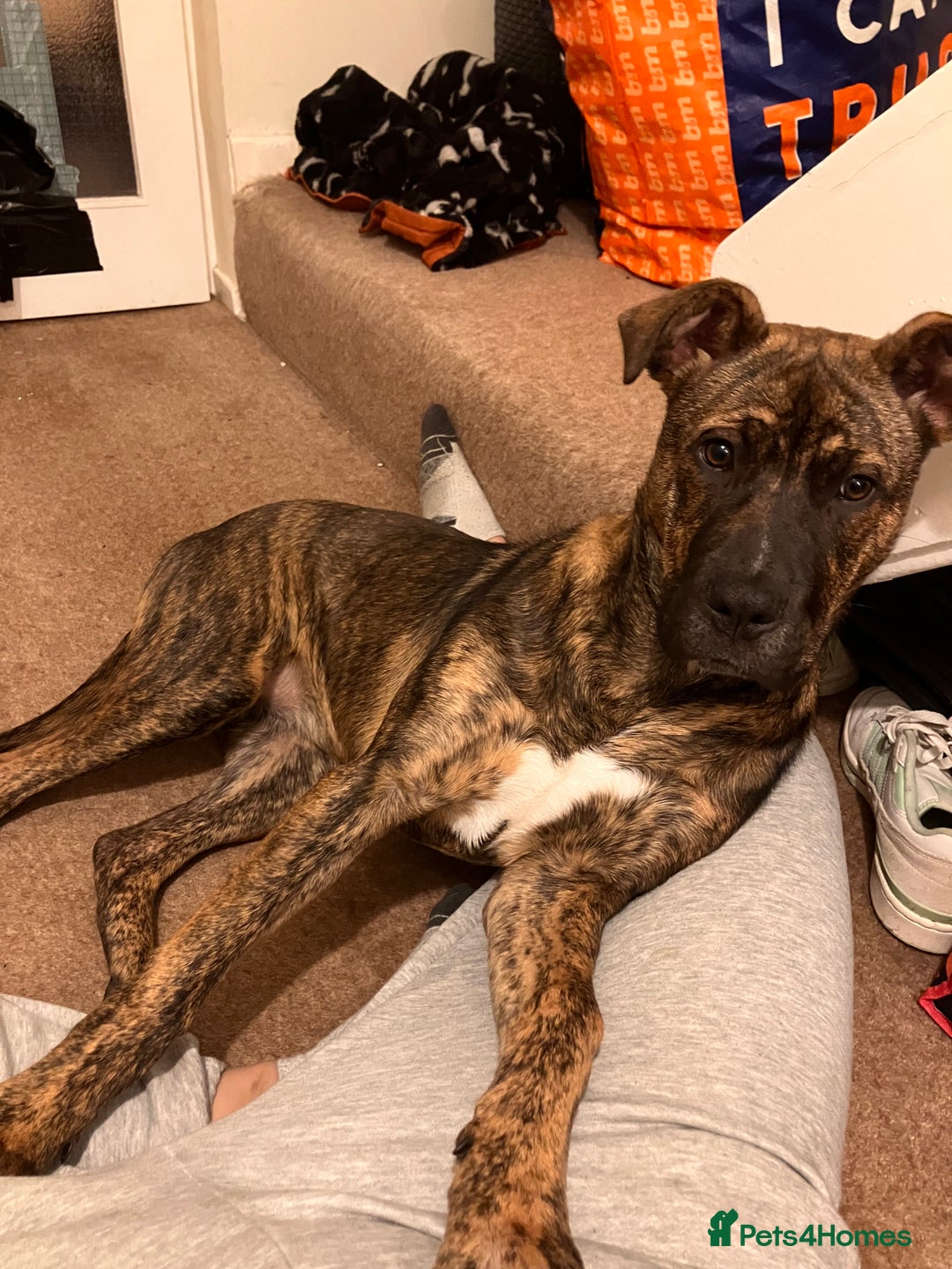 Mixed Breed dogs for sale: Lola  - Advert 1