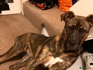 Mixed Breed dogs Lola - Advert 8