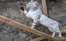 Bengal cats for sale: 🖤🤎 Gorgeous Bengal Kittens 🤎🖤 - Image 40