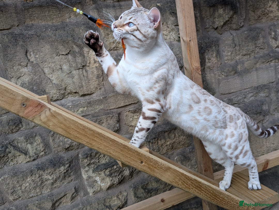 Bengal cats for sale: 🖤🤎 Gorgeous Bengal Kittens 🤎🖤 - Image 40