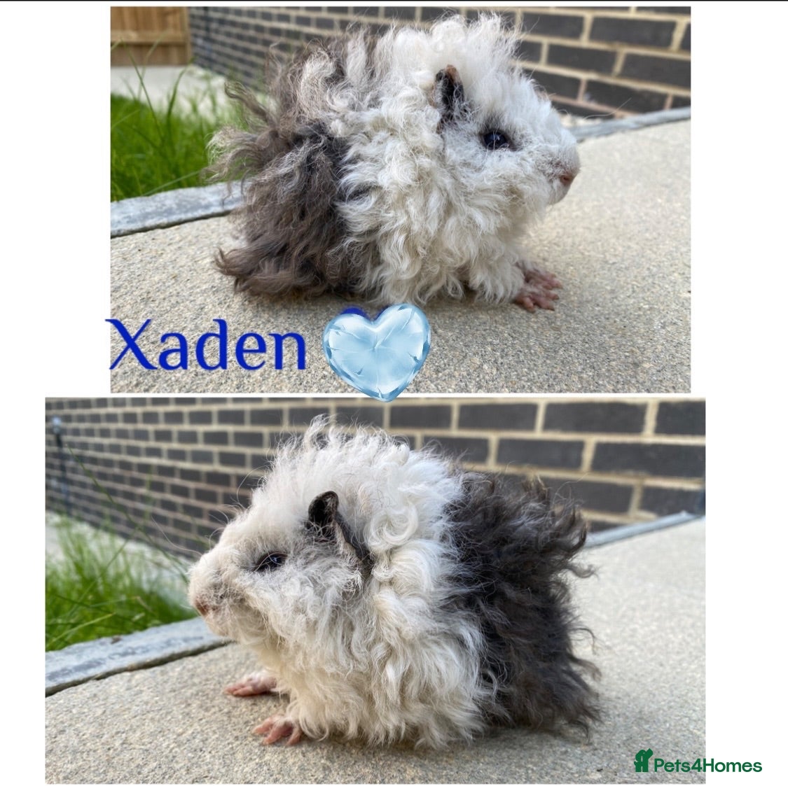 Guinea Pig rodents Pedigree Lunkarya Cali & smooth blue Guinea pigs - Advert 6