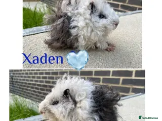 Guinea Pig rodents Pedigree Lunkarya Cali & smooth blue Guinea pigs - Advert 2