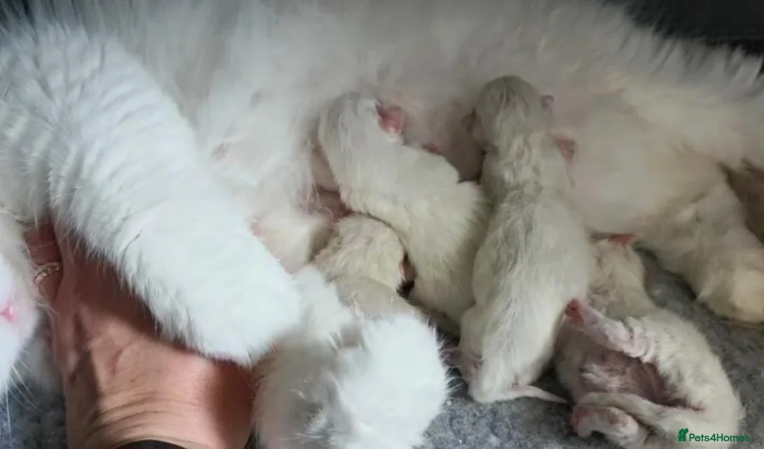Ragdoll cats for sale: ✨️Exceptional Quality, Tica reg kittens available. in Stoke-on-Trent - Advert 15