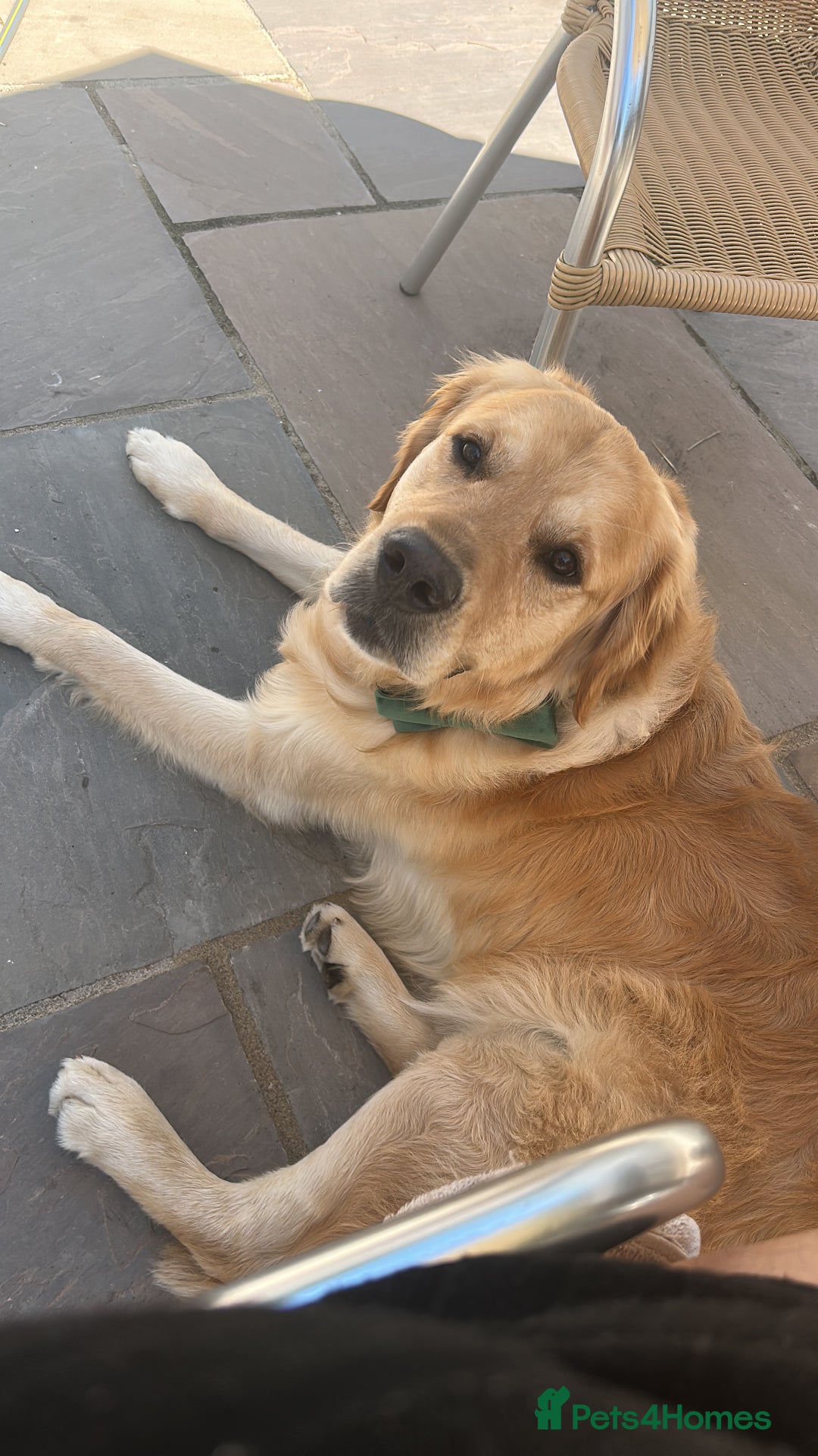 Golden Retriever dogs for sale: 2 year old Golden Retriever  - Image 3