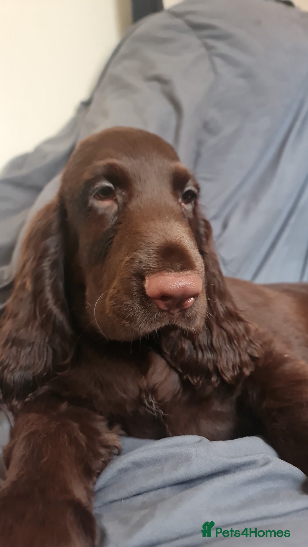 Field Spaniel dogs Extremely Rare Field Spaniels - Advert 1