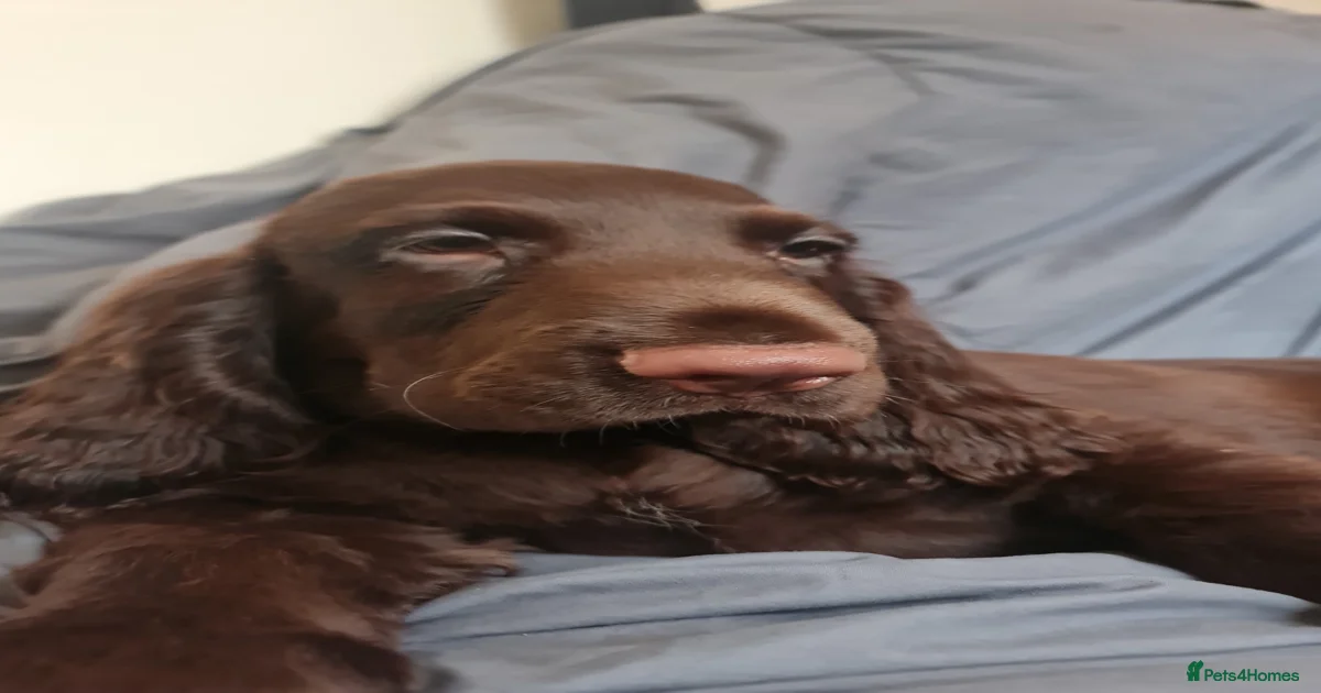 Field Field Spaniel Puppies for sale | Pets4Homes