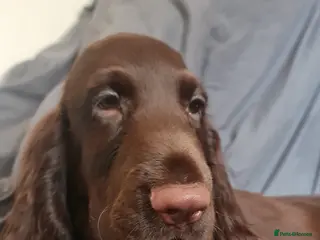 Field Spaniel dogs Extremely Rare Field Spaniels - Advert 3