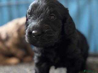 Labradoodle dogs 1 last Adorable Miniature Labradoodles left - Advert 6