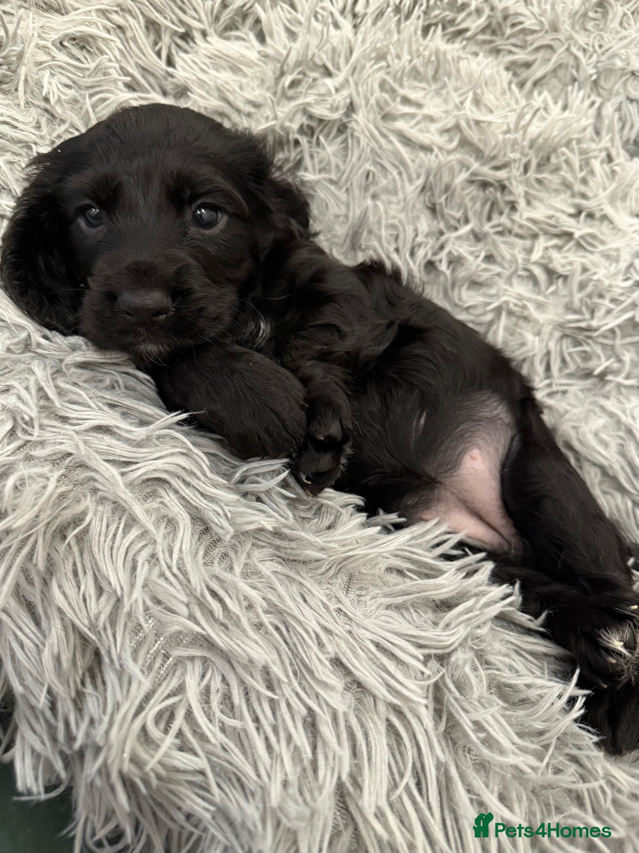 Cocker Spaniel dogs Working Cocker Last remaining Black Girl - Advert 4