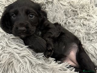 Cocker Spaniel dogs Working Cocker Last remaining Black Girl - Advert 4