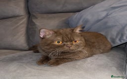 British Shorthair cats for sale: British shorthair kittens  - Image 9