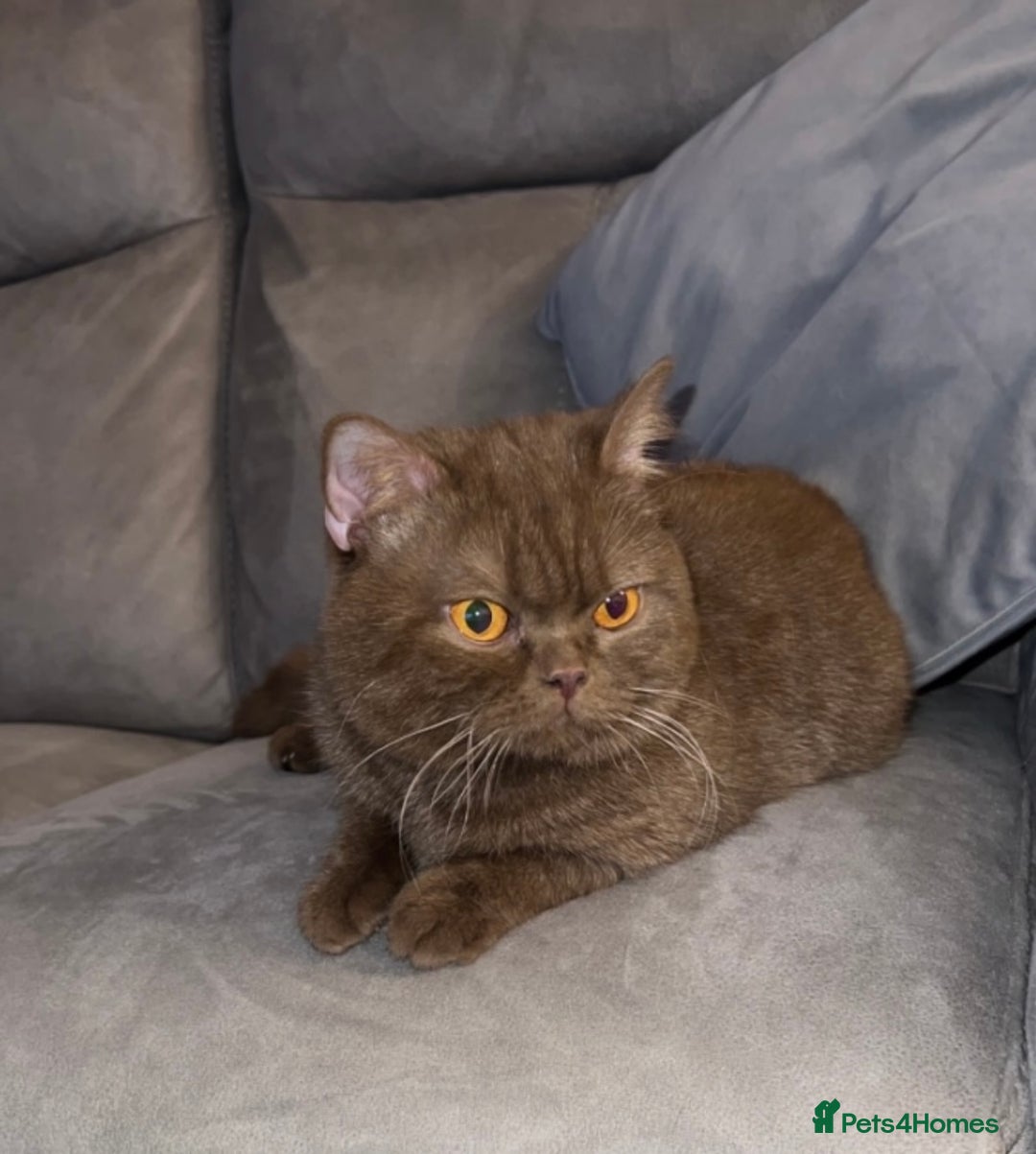 British Shorthair cats for sale: British shorthair kittens  - Image 9