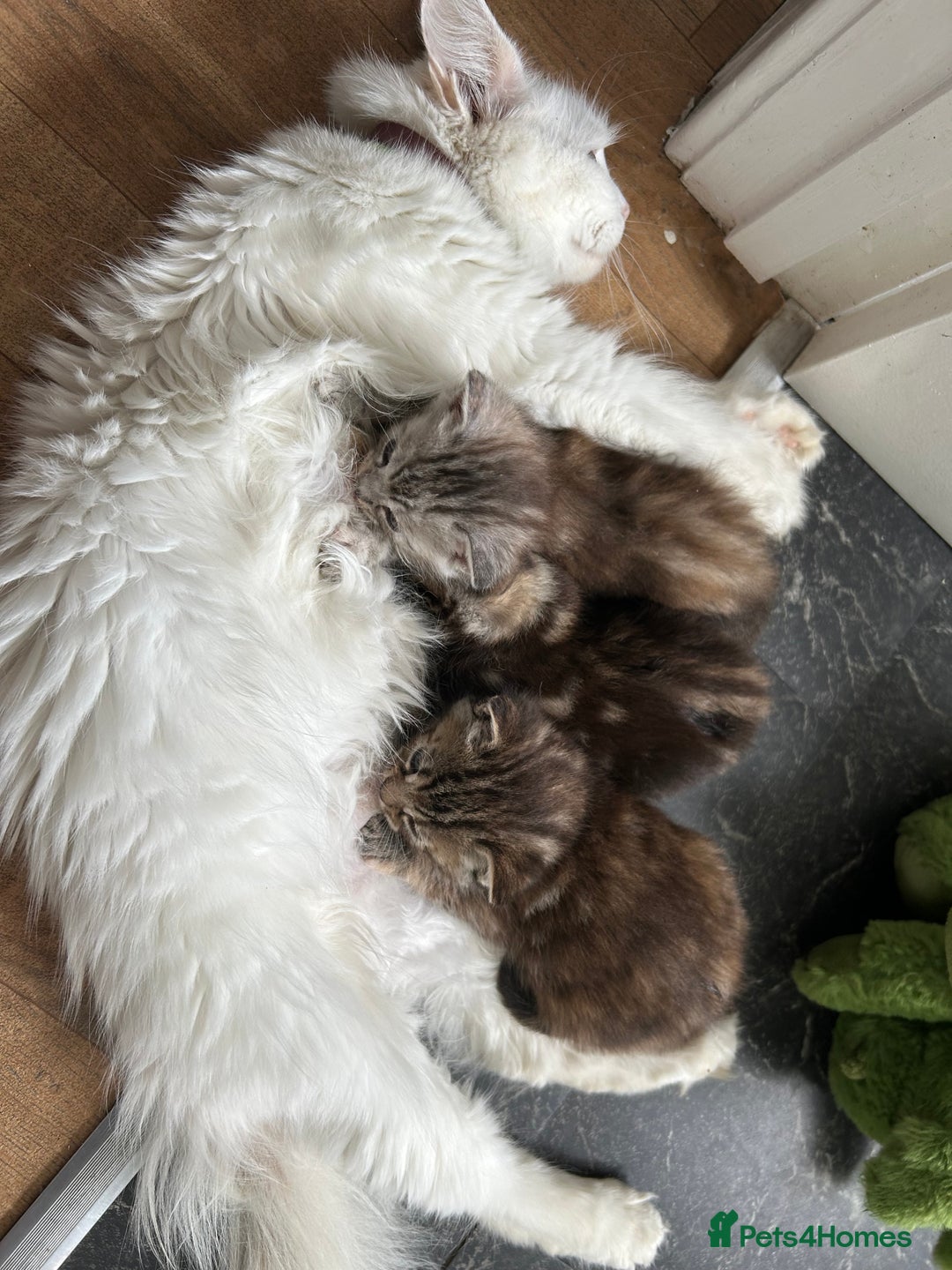 Mixed Breed cats for sale: Maine coon x kittens  - Image 2