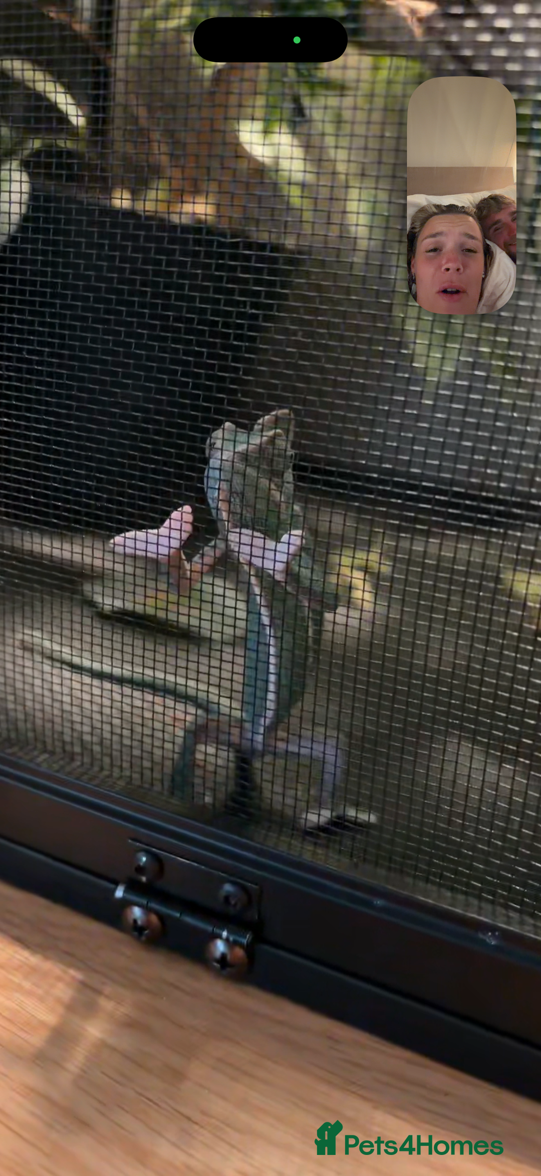 Chameleon reptiles for sale: Veiled chameleon looking for a loving home - Advert 4