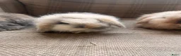 Mini Lion Lop rabbits for sale: Mini lion lop babies - Advert 4
