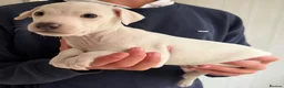 Italian Greyhound dogs for sale: 🐾Stunning cream kc registered iggys🐾 - Advert 21