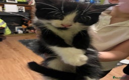 Domestic Shorthair cats for sale: British short hair kittens - Advert 4