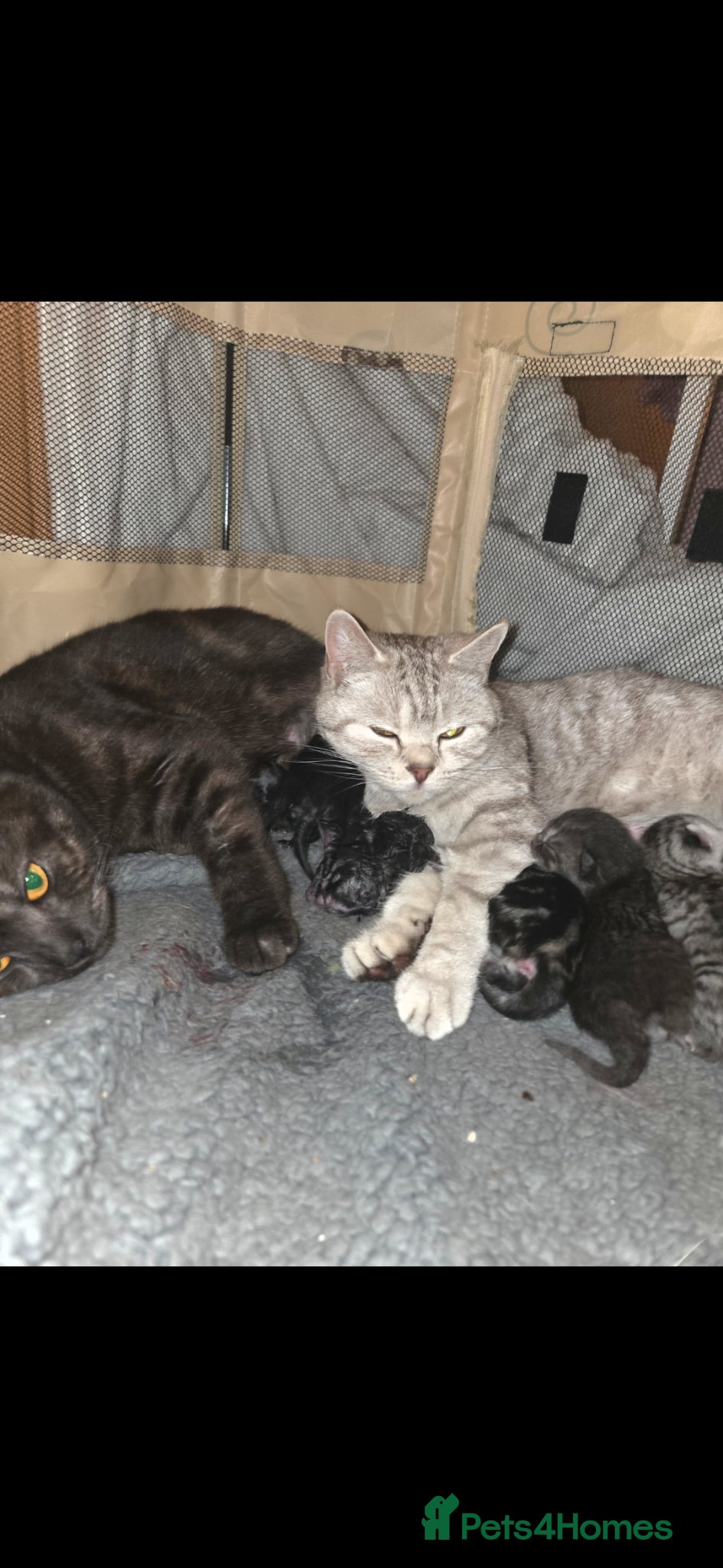 Mixed Breed cats for sale: Stunning kittens British shorthair  x maine coon - Advert 5