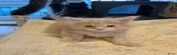 Maine Coon cats for sale: Maine coon kittens available for reservation  - Advert 4