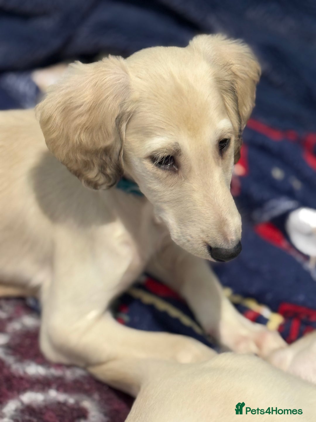 Saluki dogs for sale: Saluki 2 big boys left reduced £ - Advert 36