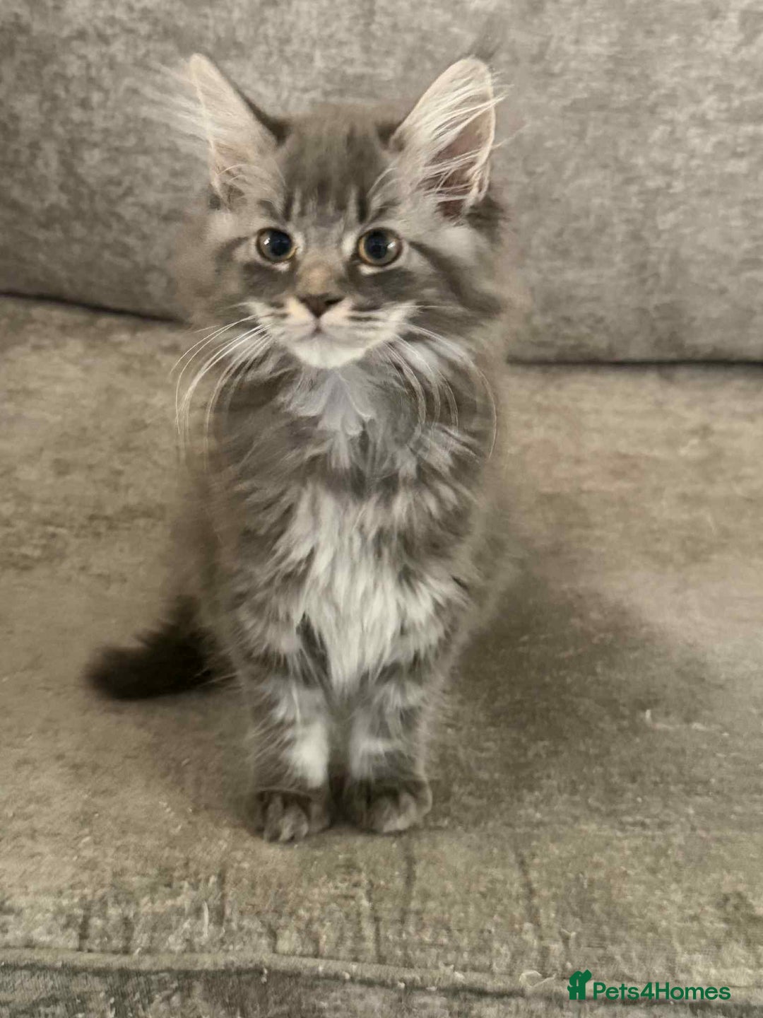 Maine Coon cats for sale: 1 female Maine coons ready to leave now  - Advert 18