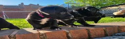 Labrador Retriever dogs for sale: Labrador cross Bernese  - Advert 11