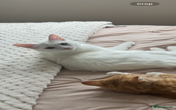 Brazilian Shorthair cats for sale: Kittens for sale - Image 6
