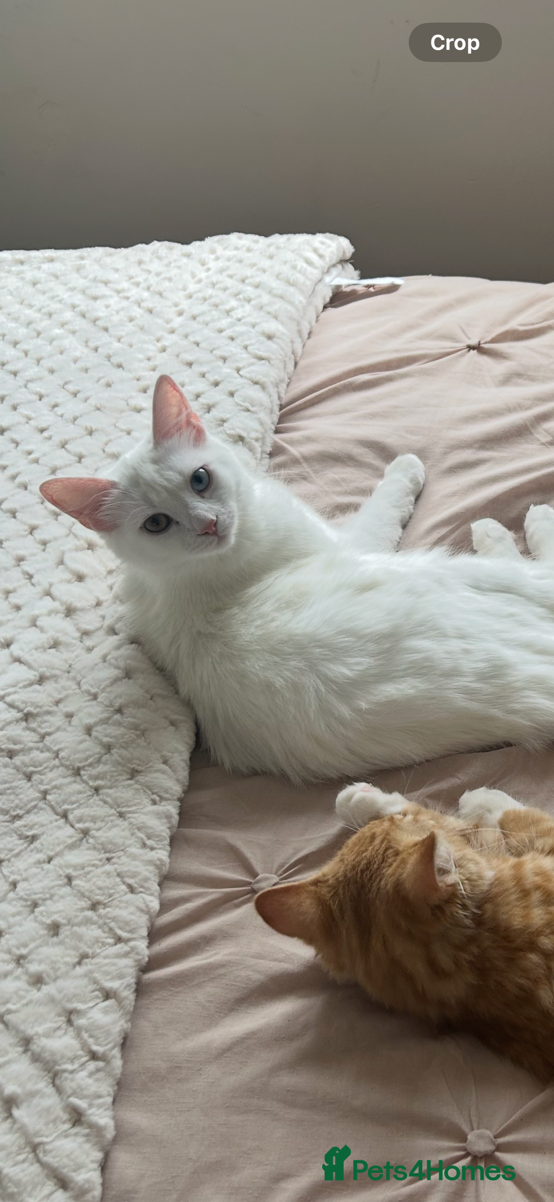 Brazilian Shorthair cats for sale: Kittens for sale - Image 6