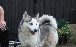 Siberian Husky dogs for sale: Siberian husky puppies  - Image 15