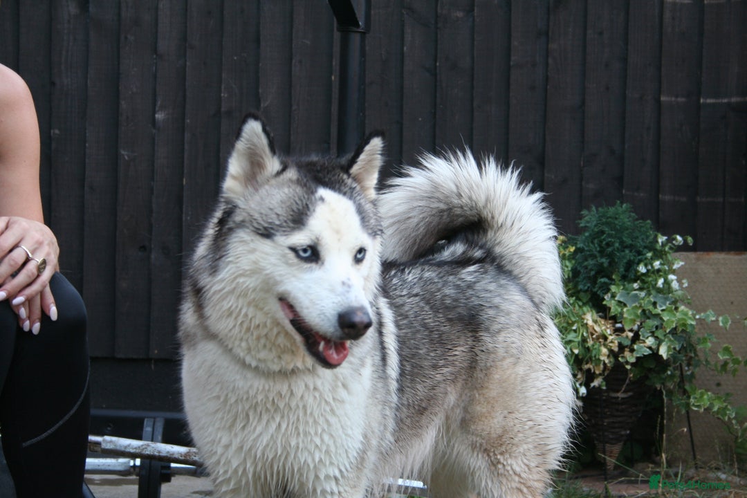 Siberian Husky dogs for sale: Siberian husky puppies  - Image 15