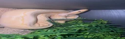Python Snake reptiles for sale: Ball python free to good home  in Newport - Advert 2