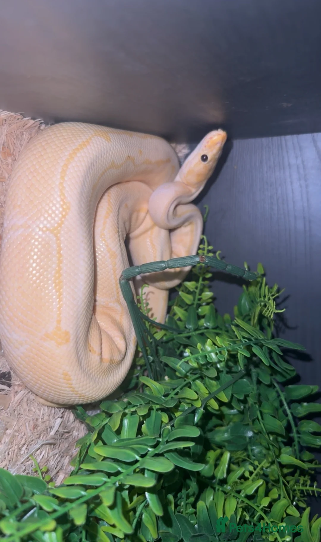 Python Snake reptiles for sale: Ball python free to good home  in Newport - Advert 2